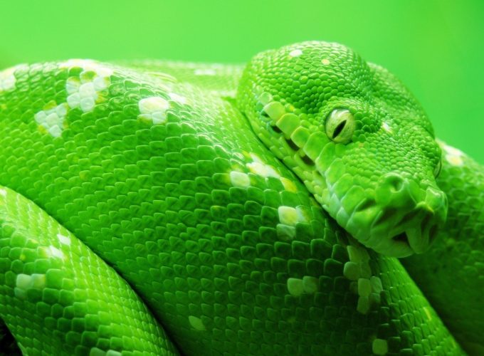 Wallpaper snake, green, 4k, Animals 376294644